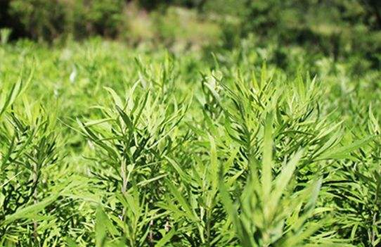 艾草艾葉在生活中有什么用途？